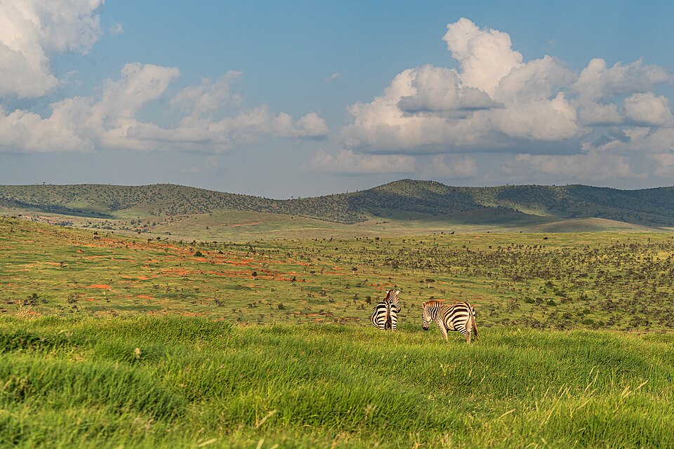 Zebras on savanna hills in Laikipia, Kenya